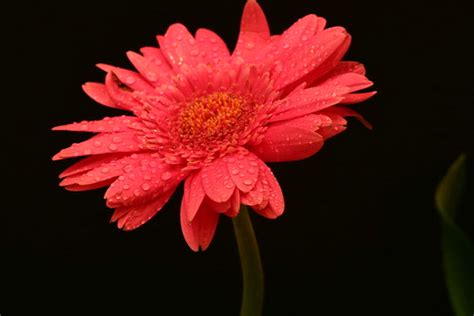 Flower | Thanksgiving bouquet shot against black background.… | Flickr