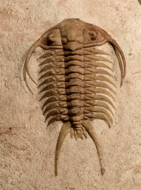 Louisville Fossils and Beyond: Paraceraurus exsul Trilobite Fossil