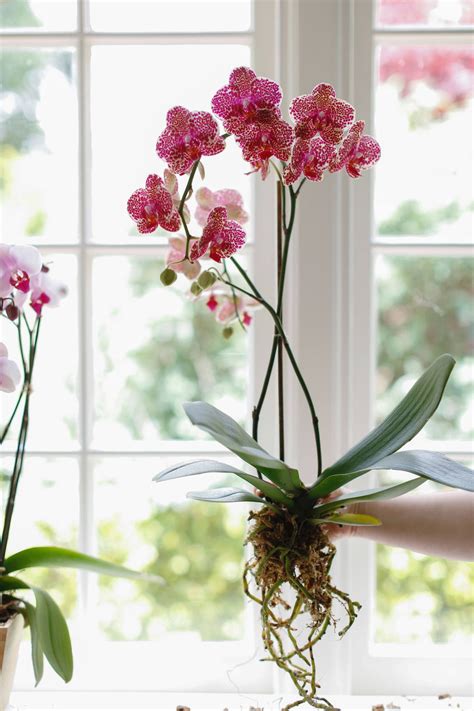 10 Things Nobody Tells You About Orchids - Gardenista | Growing orchids ...