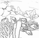 Drawing Underwater Coral Reef Sketch Coloring Page sketch template