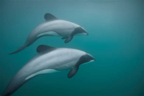 10 facts about Dolphins | WWF-New Zealand