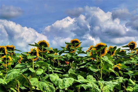 Wickham Farms Sunflower spectacular September 1, 2018 September 1, Photography Portfolio, Farms ...