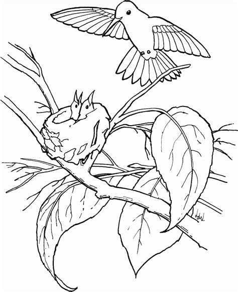 Free Printable Hummingbird Coloring Pages For Kids