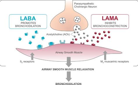 How does the ANORO inhaler work: Combo of LAMA + LABA. LABA opens up ...