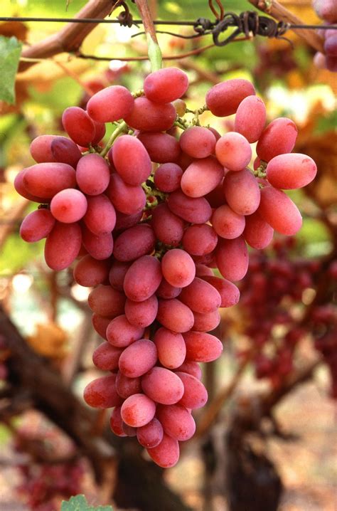 Free picture: crimson, seedless, grapes, vine