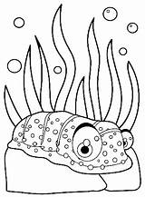 Sea Cucumber Coloring Pages  Free Printable PDF & Online Coloring sketch template