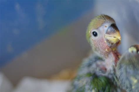 What Do Baby Parrots Eat? {In Wild Vs Captivity} - WooParrot