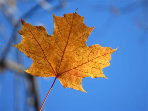Autumn Leaf Yellow - Free photo on Pixabay - Pixabay