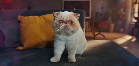 Samsung ad 2023: The Cat That Said WOW