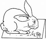 Free Printable Rabbit Coloring Pages For Kids sketch template
