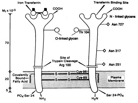 Diagrammatic representation of the human transferrin receptor... | Download Scientific Diagram