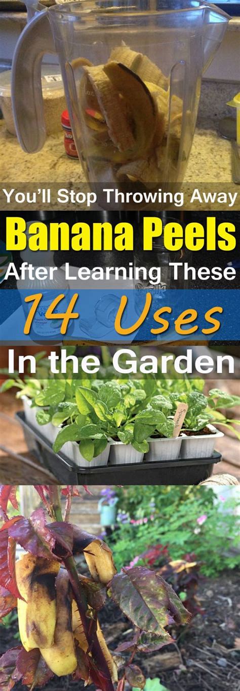 14 Banana Peel Uses In The Garden You Should Know About - Gardening Viral