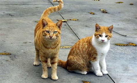 What Are the Most Common Cat Tail Injuries? | Canna-Pet®