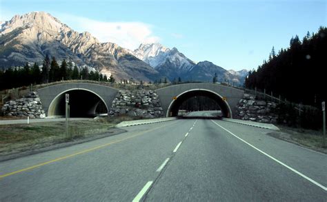 File:Trans-Canada-wildlife overpass.JPG - Wikimedia Commons