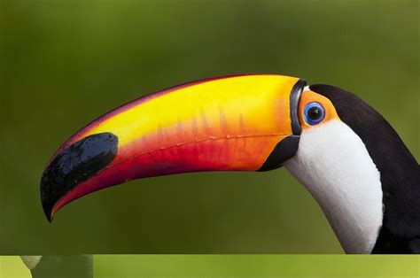 Toco toucan Photograph by Science Photo Library | Fine Art America