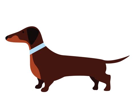 Chocolate and Tan Dachshund Dog Vector by DigitEMB on Dribbble