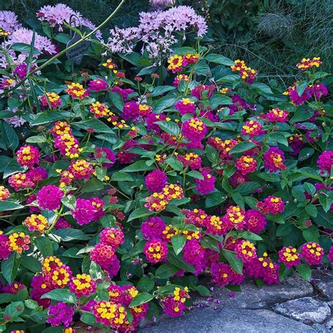 Lantana Landmark™ Rose Sunrise | Plants, Tropical landscaping, Vegetable garden