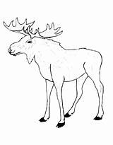 Moose Coloring Pages Free Printable PDF sketch template