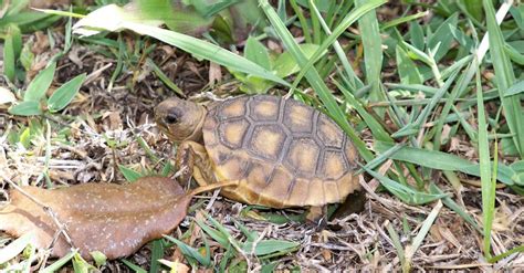 Gopher Tortoise Pictures - AZ Animals