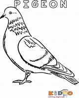Pigeon Colouring Page Printable sketch template