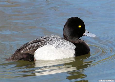 Identify Lesser Scaup - Wildfowl Photography.