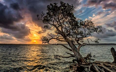 Download Sea Ocean Coastline Coast Lonely Tree Sunset Lake Nature Tree ...