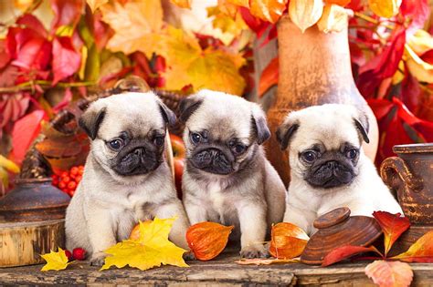 Pug puppies in the fall, colorful, fall, autumn, adorable, sweet, cute ...