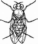 Cicada Coloring Pages  Cool sketch template