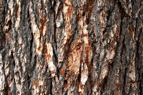 Pine Tree Bark Texture Picture | Free Photograph | Photos Public Domain
