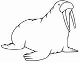 Cartoon Walrus Coloring Page  Free Printable Pages For Kids sketch template
