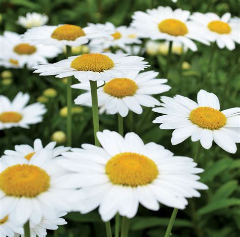 The Daisy is April's birth flower! | Blüten