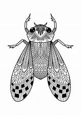 Cicada Coloring Pages – Fun Free sketch template