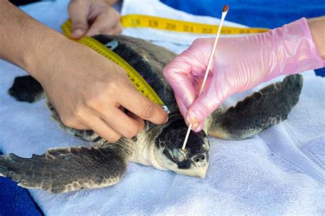 Endangered Kemp’s ridley sea turtles returned to the wild – WSVN 7News ...