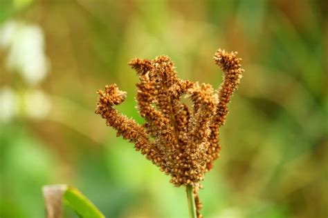 Bokashi Bran Natural Finger Millet Seeds for Cultivation, For ...