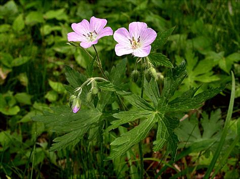 Geranium Maculatum – NutraWiki