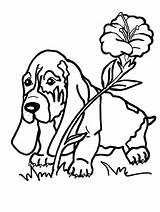 Basset Hound coloring Pages sketch template