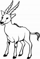 Wild Goat Coloring Page  Free Printable Pages sketch template