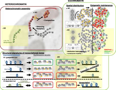 Model for H1 function in heterochromatin and euchromatin organization... | Download Scientific ...