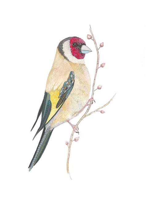 Excited to share the latest addition to my #etsy shop: Goldfinch Print, Bird Art, Goldfinch ...