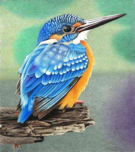 Kingfisher colored pencil drawing by AlienOffspring on DeviantArt | Tiere malen, Vögel zeichnen ...