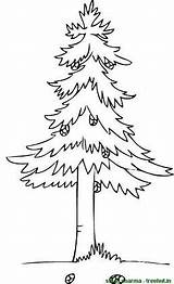 Pine Tree Coloring Pages Printable sketch template
