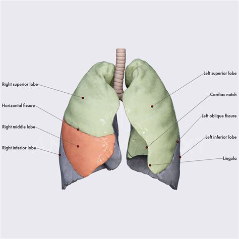 Anatomy Of The Lungs Lobes