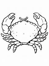Free Printable Crab Coloring Pages For Kids sketch template
