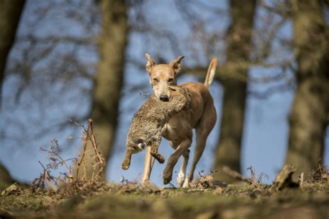 The lurcher - a designer cross-breed dog - Shooting UK