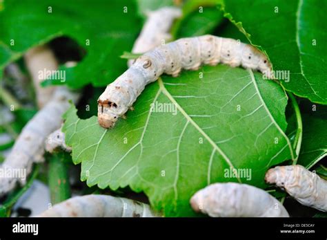 Bombyx Mori, Silkworm Moth Stock Photo - Alamy