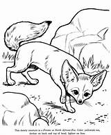 Free Fox Coloring Pictures Download Png  sketch template