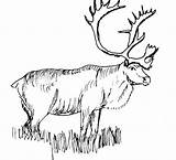 Elk Coloring Pages  Best For Kids sketch template