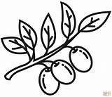 Olive Branch coloring page  Free Printable Coloring Pages sketch template