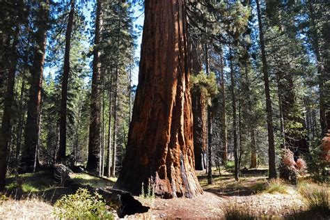 Sequoia National Park Travel Guide - Parks & Trips