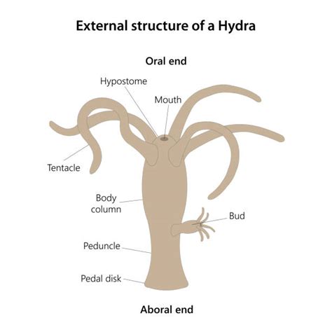 300+ Hydra Anatomy Stock Photos, Pictures & Royalty-Free Images - iStock